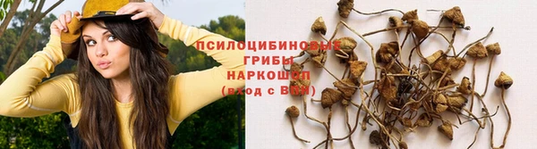индика Аркадак
